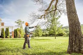 Best Tree Trimming and Pruning  in Kimball, TN