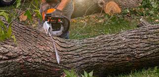Best Lawn Watering Services  in Kimball, TN