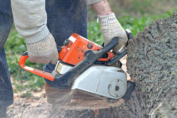 Best Lawn Irrigation Installation and Maintenance  in Kimball, TN